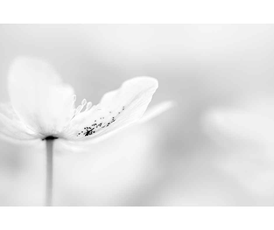 Soft monochrome flower symbolising balance, transition, and women’s wellbeing